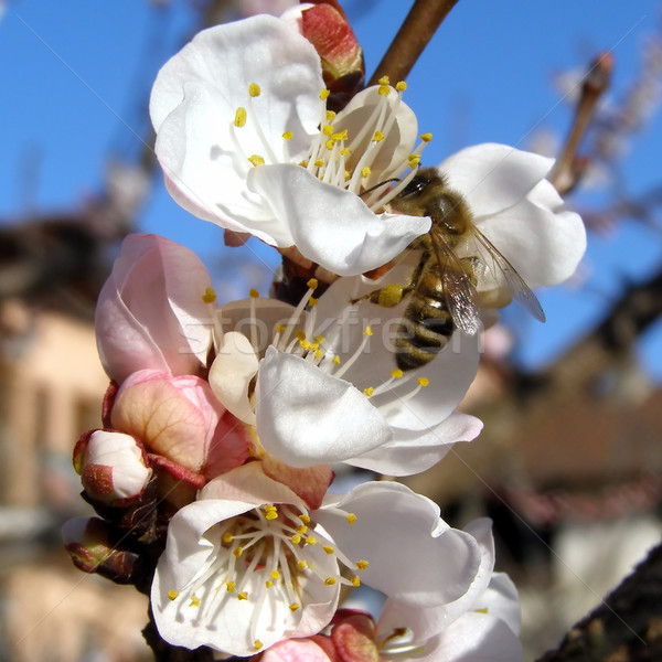 Abeja néctar flor albaricoque árbol frutal Foto stock © claudiodivizia