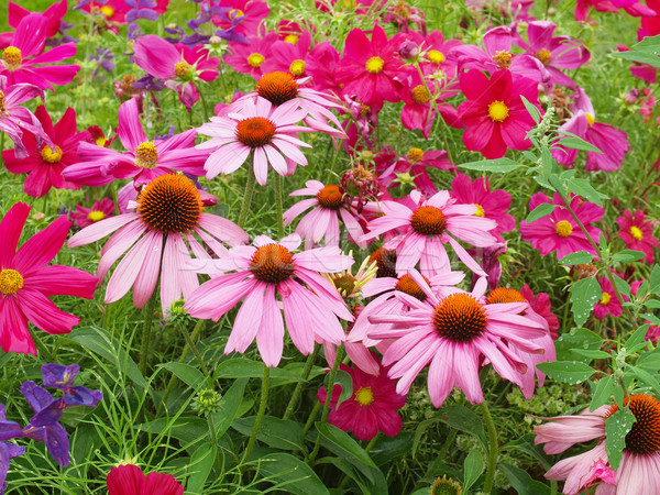 Daisy flower Stock photo © claudiodivizia