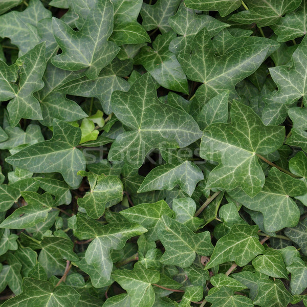 Ivy picture Stock photo © claudiodivizia