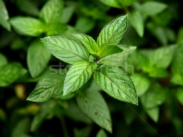 Pfefferminze Ansicht Anlage grünen Blätter Stock foto © claudiodivizia