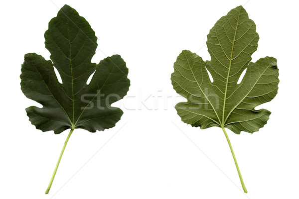 Fig leaf Stock photo © claudiodivizia