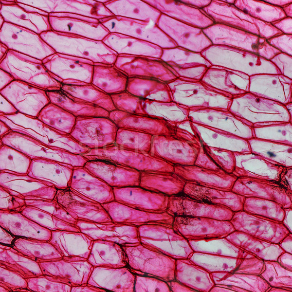 Onion epidermus micrograph Stock photo © claudiodivizia