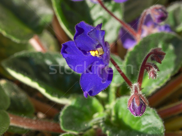 Viola violet flower Stock photo © claudiodivizia