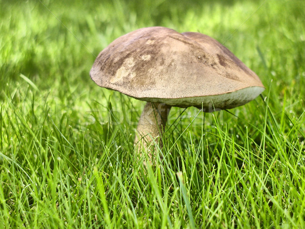 Mushroom Stock photo © claudiodivizia