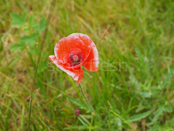 Papaver flower Stock photo © claudiodivizia