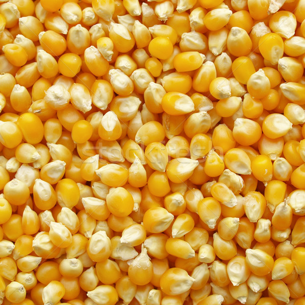 Stock photo: Maize corn