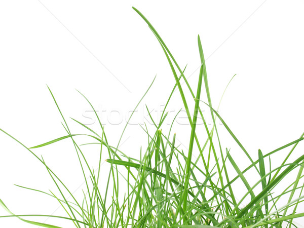 Green grass meadow Stock photo © claudiodivizia