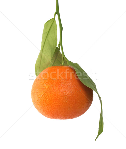 Mandarin Stock photo © claudiodivizia