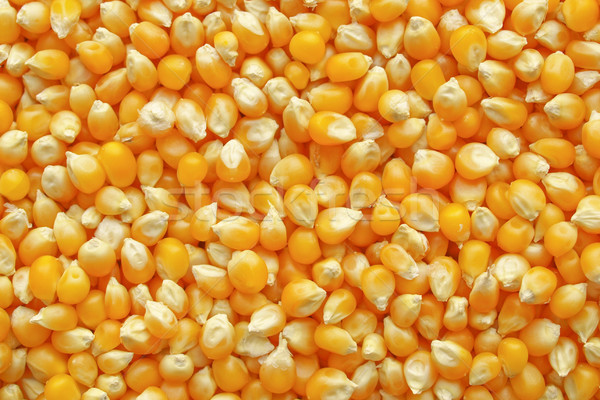 Maize corn Stock photo © claudiodivizia
