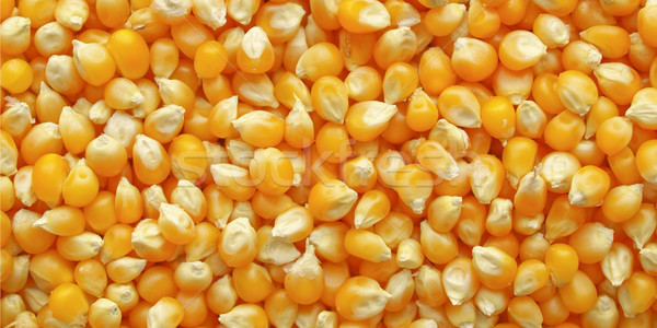 Maize corn Stock photo © claudiodivizia