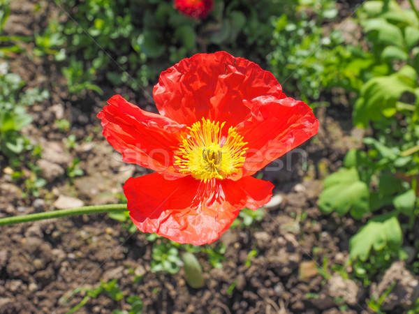 Papaver flower Stock photo © claudiodivizia