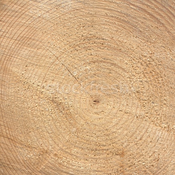 Wood rings Stock photo © claudiodivizia
