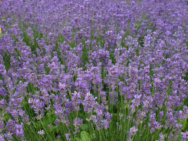 Lavender flowers Stock photo © claudiodivizia