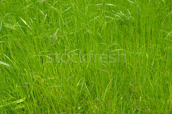 Grass meadow Stock photo © claudiodivizia