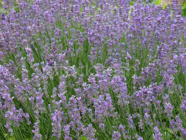 Lavender flowers Stock photo © claudiodivizia