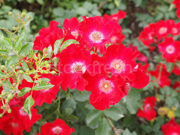 Wild rose flower Stock photo © claudiodivizia