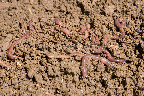 Stock photo: composting worms