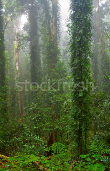 rain forest Stock photo © clearviewstock