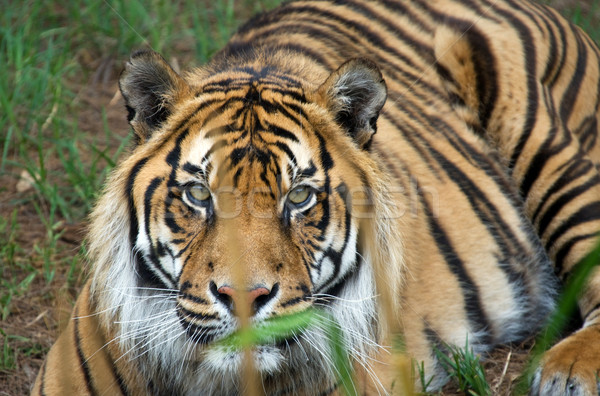 Sumatraanse tijger groot afbeelding groot mannelijke Stockfoto © clearviewstock