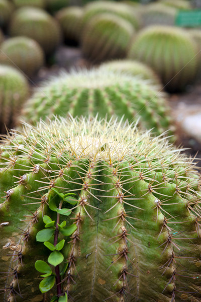 cacti plants Stock photo © clearviewstock