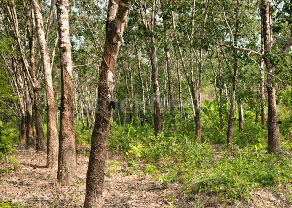 rubber tree plantation Stock photo © clearviewstock