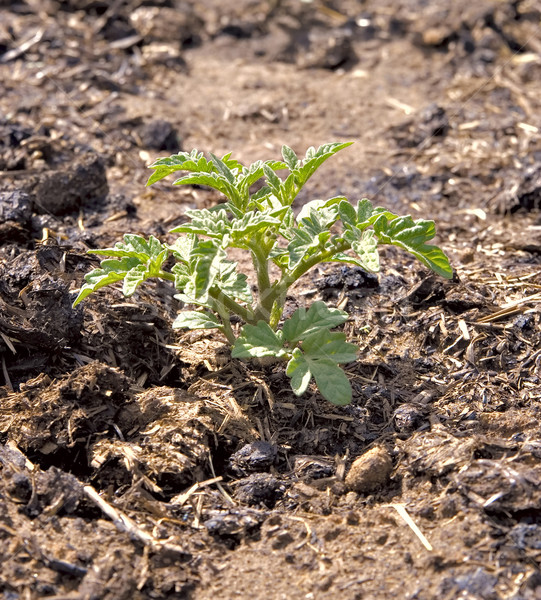 small young tomato bush growing in compost Stock photo © clearviewstock