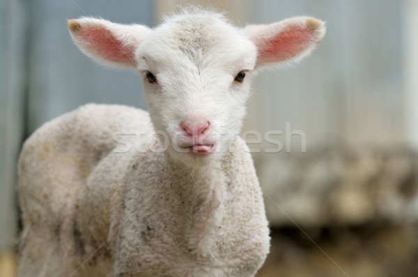 cute lamb tongue out Stock photo © clearviewstock