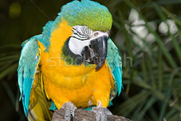 macaw laughing or crying Stock photo © clearviewstock