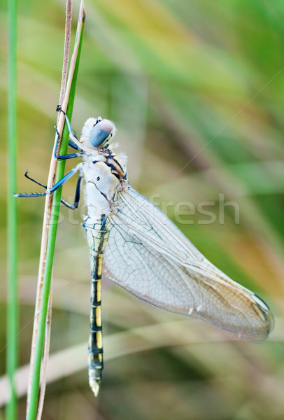 young dragonfly  Stock photo © clearviewstock
