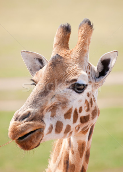 african giraffe up close Stock photo © clearviewstock