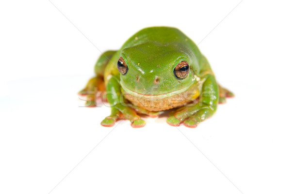 green tree frog on white Stock photo © clearviewstock