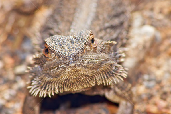 Foto stock: Lagarto · olhando · câmera · central · barbudo · dragão