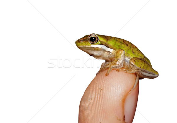 カエル 小さくする 緑の木 先端 指 ストックフォト © clearviewstock