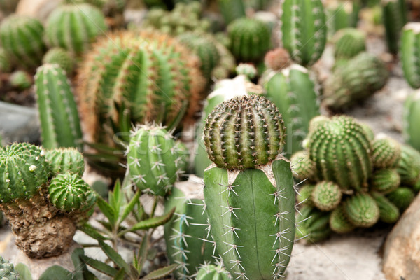 cacti plants Stock photo © clearviewstock