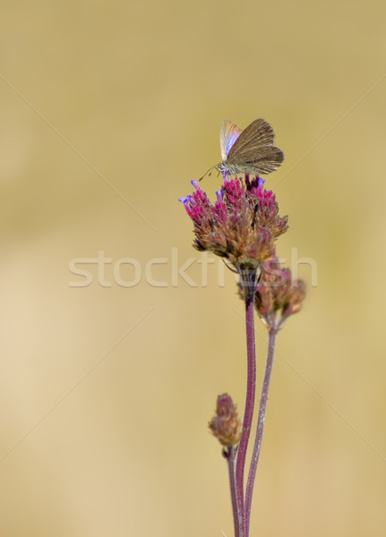 butterfly on flower Stock photo © clearviewstock