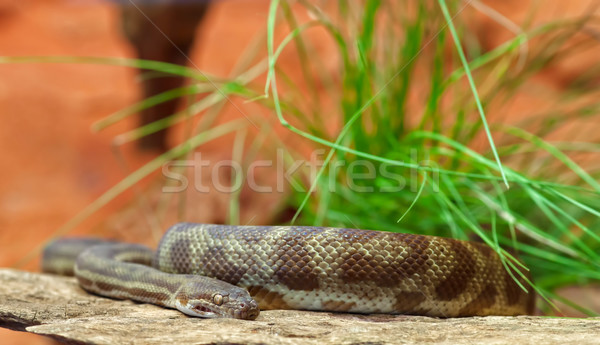 stimsons python snake Stock photo © clearviewstock
