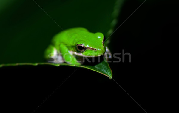 green tree frog Stock photo © clearviewstock