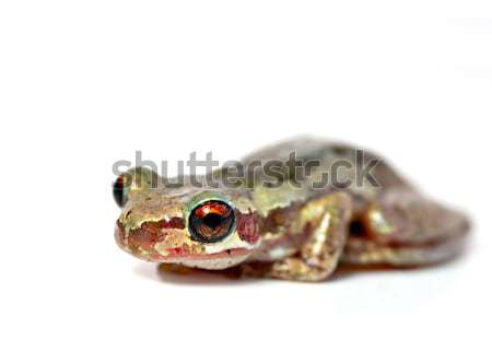 frog on white Stock photo © clearviewstock