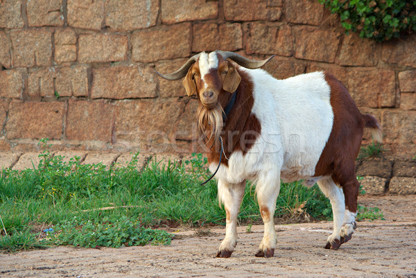 коза пути большой волосатый стены животного Сток-фото © clearviewstock