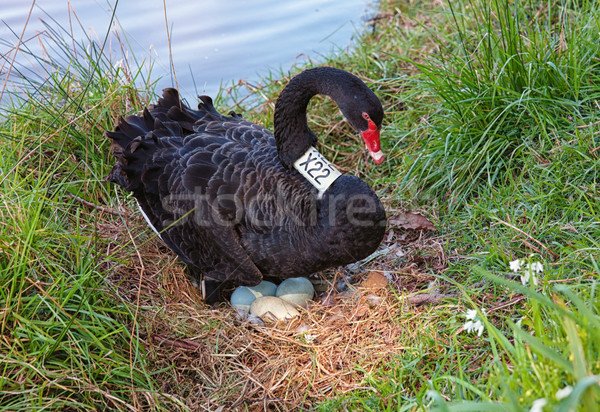 Foto stock: Negro · cisne · huevos · borde · río · Melbourne