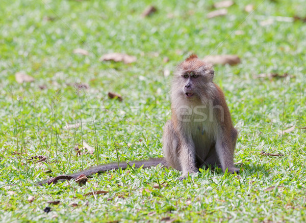 macaque monkey Stock photo © clearviewstock