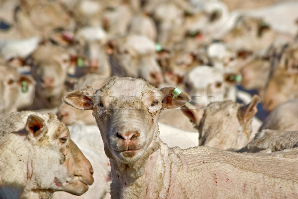 stand out from the flock Stock photo © clearviewstock