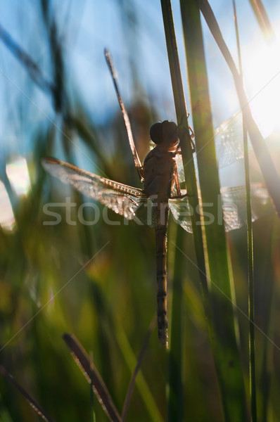 dragonfly waiting for the sun Stock photo © clearviewstock