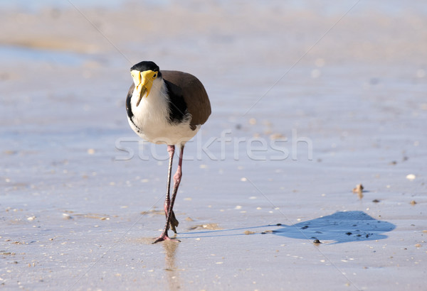 masked lapwing on beach Stock photo © clearviewstock