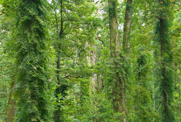 rainforest trees Stock photo © clearviewstock