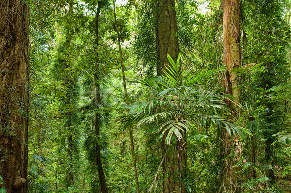 Bella mondo patrimonio foresta pluviale foto foresta Foto d'archivio © clearviewstock