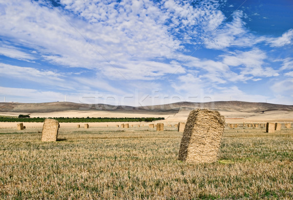 Campagne paysage ferme domaine blé [[stock_photo]] © clearviewstock