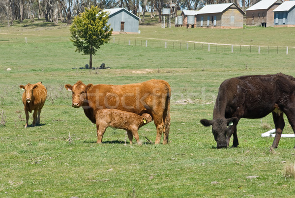 cows in the field Stock photo © clearviewstock