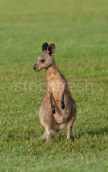 Keleti szürke ausztrál fű állat kenguru Stock fotó © clearviewstock