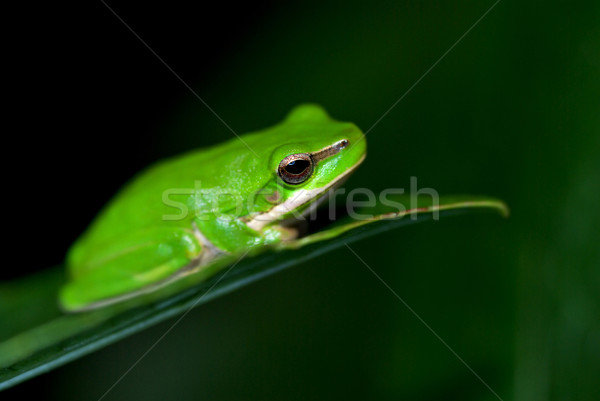 Stock photo: little fallax frog